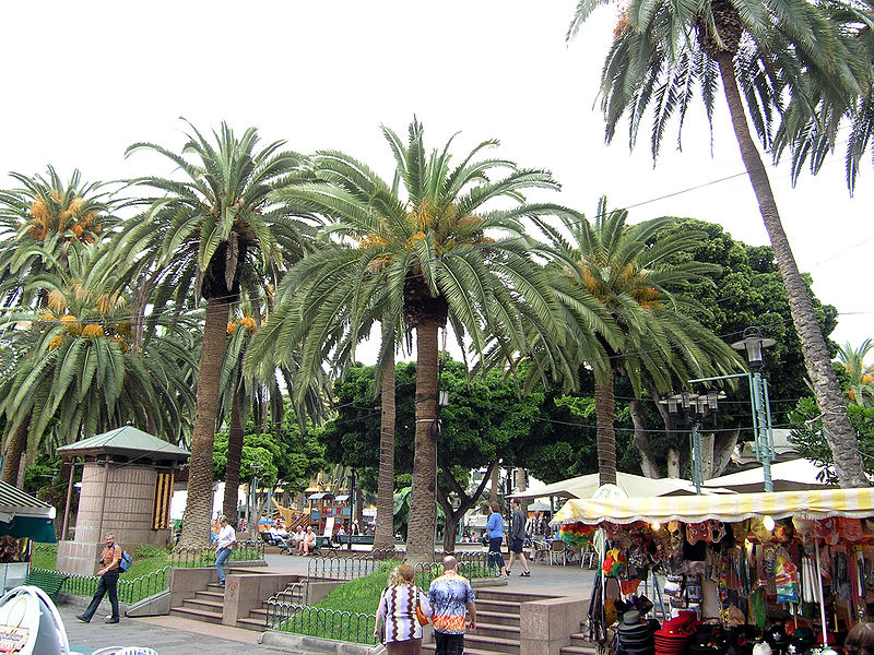 Palmeras en Tenerife